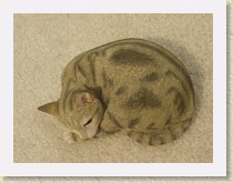 IMGP1675_cat_4 * resin cat #4, Country Artists 01685 Tabby—Snug * resin cat #4, Country Artists 01685 Tabby—Snug * 3264 x 2448 * (1.65MB)